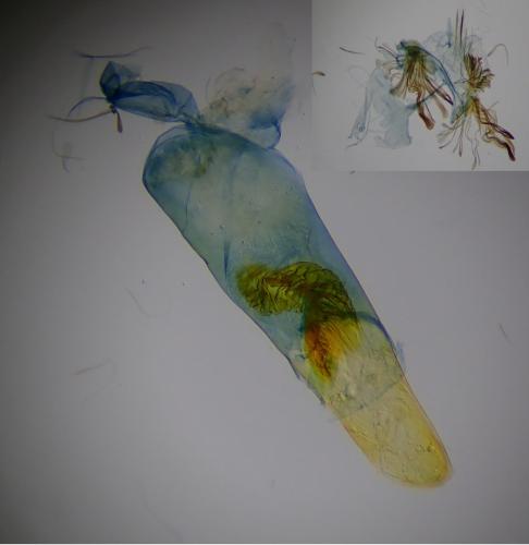 Réf. 269 718 : Cadra figulilella